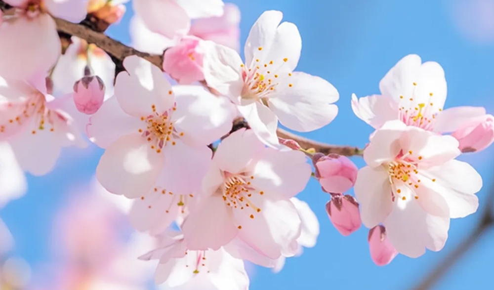 三月三上巳节 | 文化传承与狗万官网数码印刷的创新融合